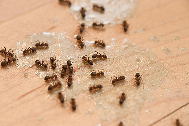 Best Best Pest Control Companies  in Burwell, NE